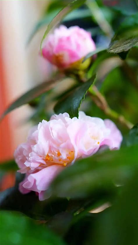 茶花風水|茶花的风水寓意和禁忌